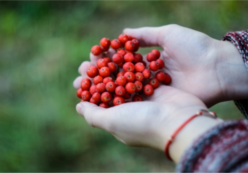 從生產(chǎn)到銷(xiāo)售 物聯(lián)網(wǎng)全面優(yōu)化食品供應(yīng)鏈
