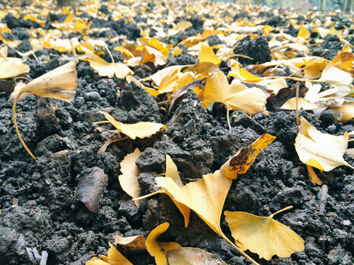 設施農業(yè)建設成效顯著 多地整治設施農業(yè)非農用地